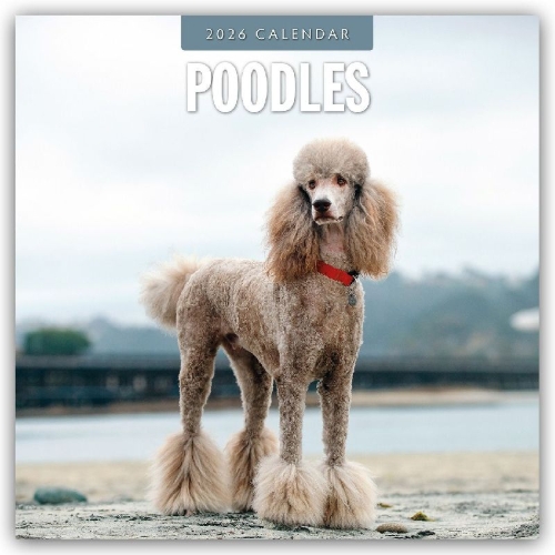 Buchcover und Innenansicht für das Buch: Poodles 2026 Square Wall Calendar