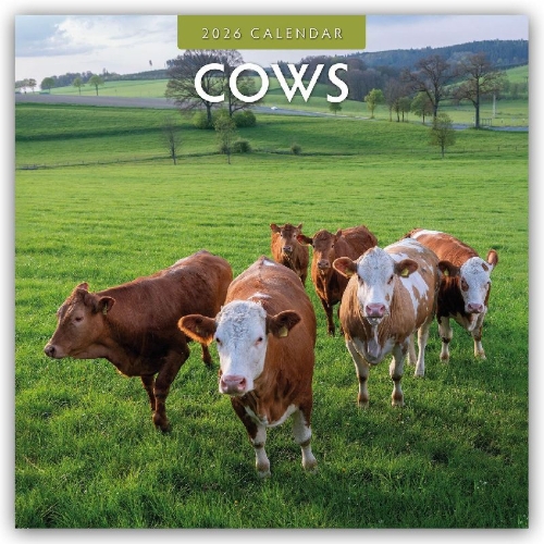 Buchcover und Innenansicht für das Buch: Cows 2026 Square Wall Calendar