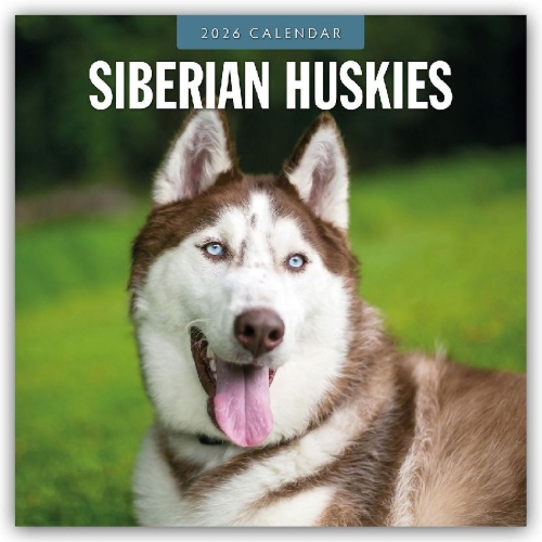 Buchcover und Innenansicht für das Buch: Siberian Huskies 2026 Square Wall Calendar