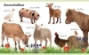 Buchcover und Innenansicht für das Buch: Erstes Lernen mini. Tiere