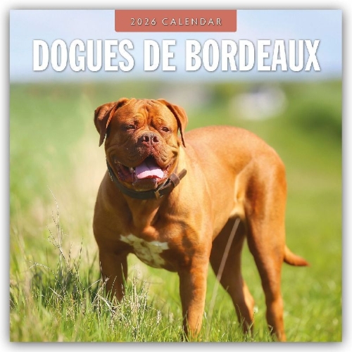 Buchcover und Innenansicht für das Buch: Dogues de Bordeaux 2026 Square Wall Calendar