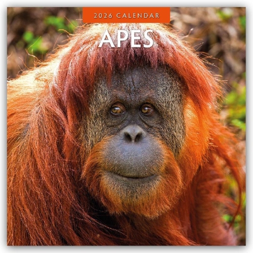 Buchcover und Innenansicht für das Buch: Apes 2026 Square Wall Calendar