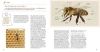 Buchcover und Innenansicht für das Buch: Bienen Basics