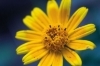 Buchcover und Innenansicht für das Buch: Floramour: Wildblumen