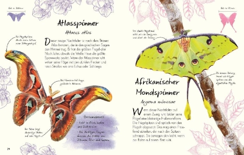 Buchcover und Innenansicht für das Buch: Wundervolle Welt - Kleine Schätze. Schmetterlinge