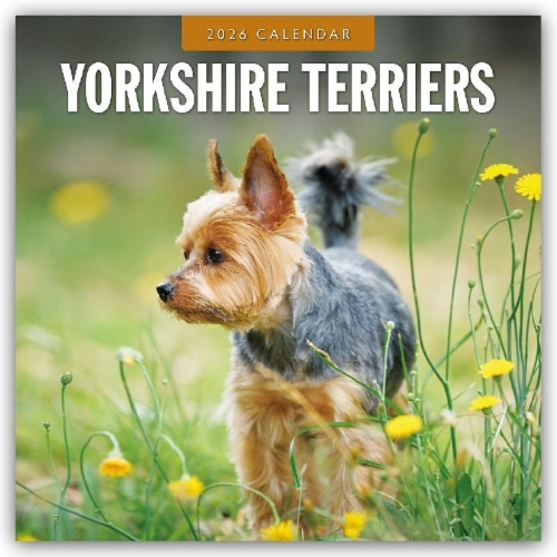 Buchcover und Innenansicht für das Buch: Yorkshire Terriers 2026 Square Wall Calendar