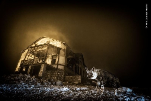 Buchcover und Innenansicht für das Buch: Wildlife Photographer of the Year. Portfolio 35
