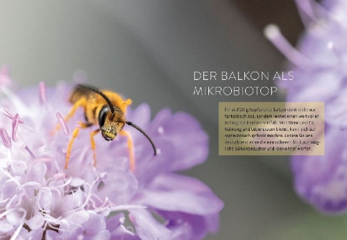 Buchcover und Innenansicht für das Buch: Biene sucht Balkon