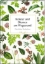 Buchcover und Innenansicht für das Buch: Kräuter und Blumen am Wegesrand