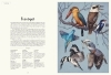 Buchcover und Innenansicht für das Buch: Das Museum der Vögel