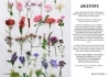 Buchcover und Innenansicht für das Buch: Das kleine Herbarium