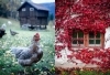 Buchcover und Innenansicht für das Buch: Das Norwegen-Backbuch