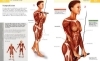 Buchcover und Innenansicht für das Buch: Das Anatomie-Buch der Fitness