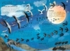 Buchcover und Innenansicht für das Buch: The Big Book of Birds