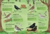 Buchcover und Innenansicht für das Buch: Ich erkunde die Natur: Unsere Vögel