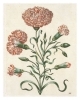 Buchcover und Innenansicht für das Buch: Maria Sibylla Merian: The New Book of Flowers/Neues Blumenbuch