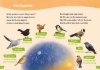 Buchcover und Innenansicht für das Buch: WAS IST WAS Erstes Lesen easy! Wie leben unsere Vögel?