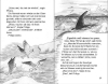Buchcover und Innenansicht für das Buch: Narwhal on a Sunny Night