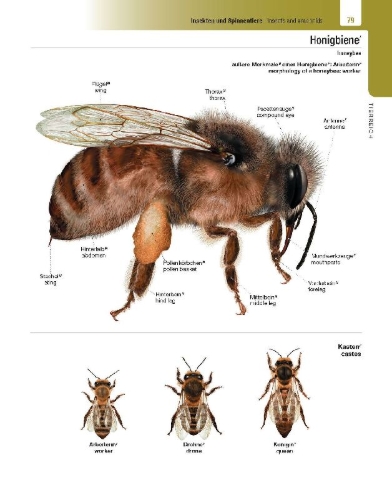 Buchcover und Innenansicht für das Buch: Langenscheidt Illustriertes Wörterbuch Englisch