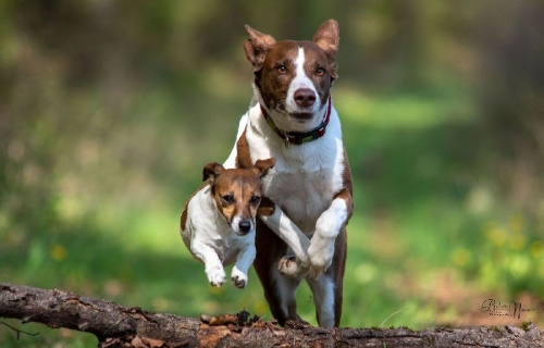 Buchcover und Innenansicht für das Buch: Über 125 Naturheilmittel für den gesunden Hund!