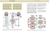 Buchcover und Innenansicht für das Buch: Yoga-Anatomie