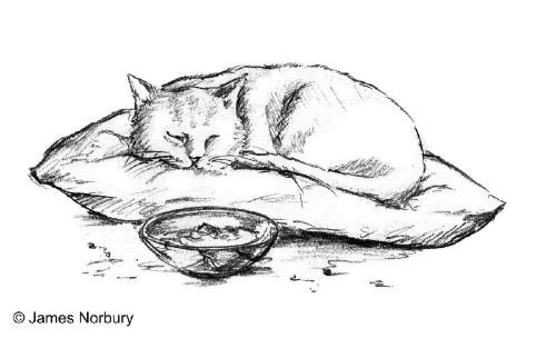 Buchcover und Innenansicht für das Buch: The Cat Who Taught Zen
