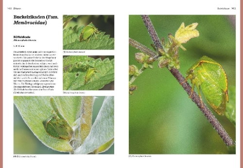 Buchcover und Innenansicht für das Buch: Das große BLV Handbuch Insekten