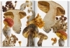 Buchcover und Innenansicht für das Buch: The Gourmand's Mushroom