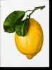 Buchcover und Innenansicht für das Buch: The Gourmand's Lemon