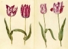 Buchcover und Innenansicht für das Buch: Das Grüne Florilegium - The Green Florilegium (dt./engl.)