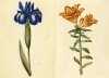 Buchcover und Innenansicht für das Buch: Das Grüne Florilegium - The Green Florilegium (dt./engl.)