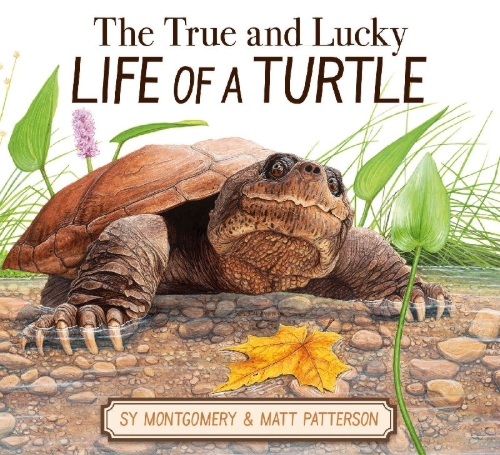 Buchcover und Innenansicht für das Buch: The True and Lucky Life of a Turtle